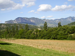 La forêt de Saou