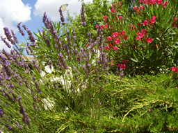 Fleurs au jardin