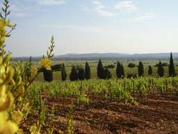 Les vignobles du Châteauneuf du Pape