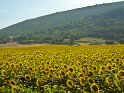 Veld met bloeiende zonnebloemen in Marsanne