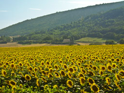 Champs de tournesols à Marsanne