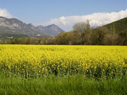 Rapeseed field in bloom